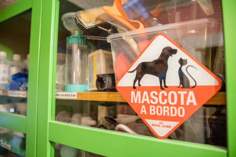 Fotos: La esperanza de los gatos sin hogar