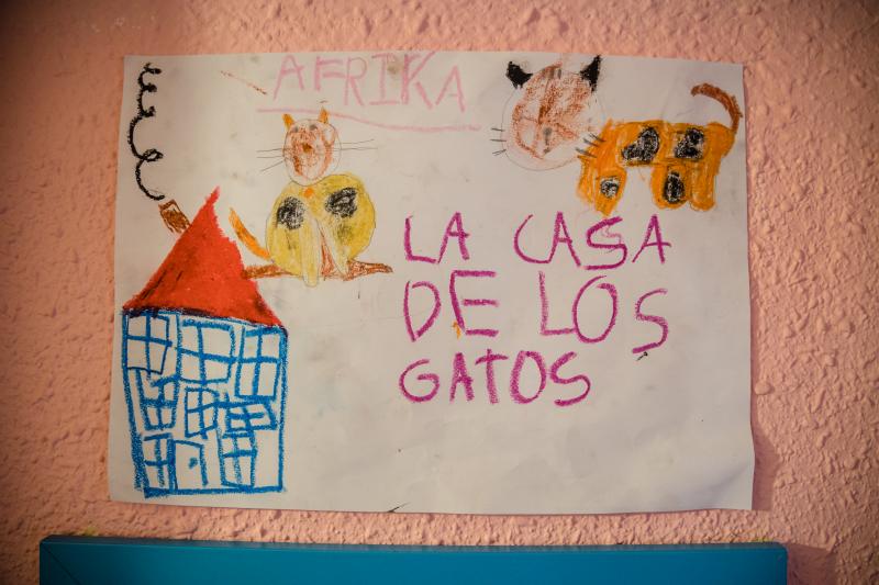 Fotos: La esperanza de los gatos sin hogar