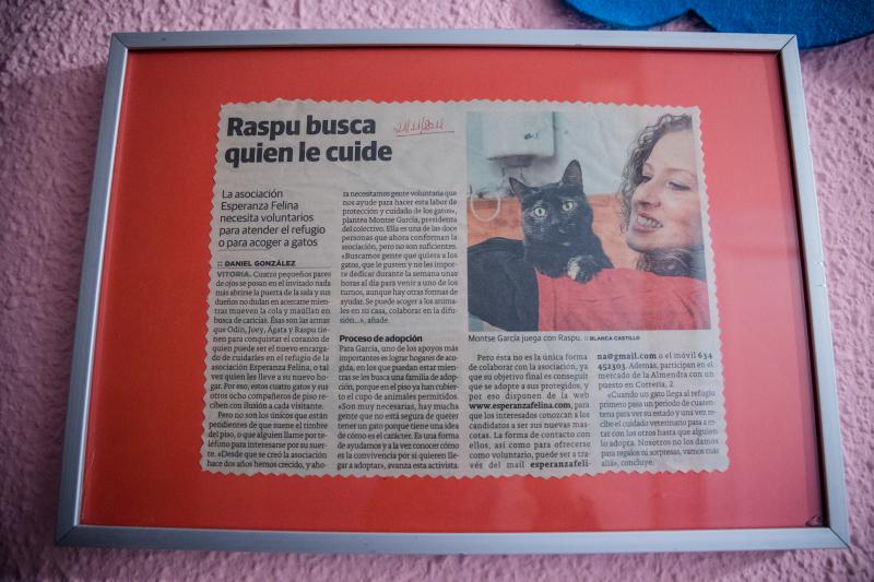 Fotos: La esperanza de los gatos sin hogar