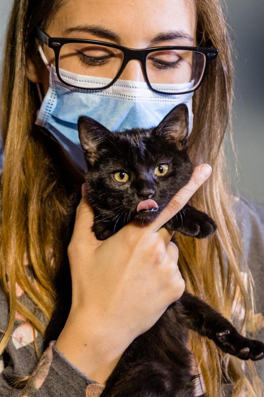 Fotos: La esperanza de los gatos sin hogar