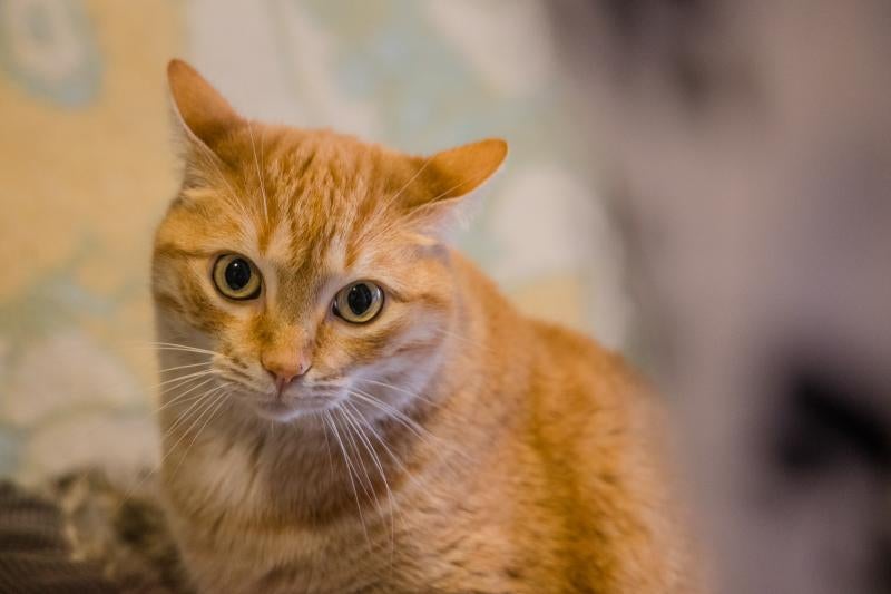 Fotos: La esperanza de los gatos sin hogar