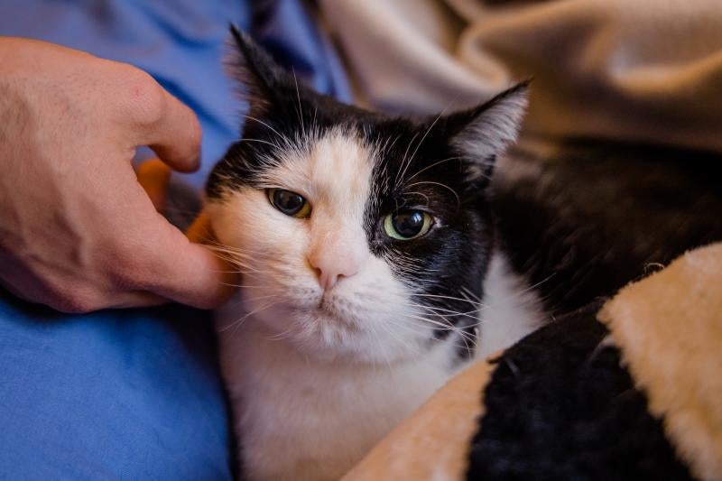 Fotos: La esperanza de los gatos sin hogar