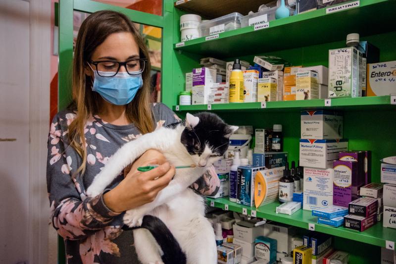 Fotos: La esperanza de los gatos sin hogar