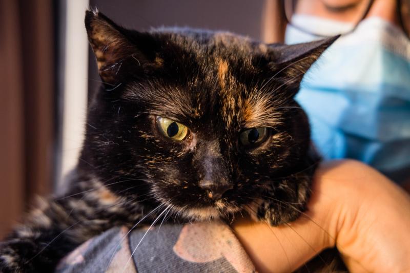 Fotos: La esperanza de los gatos sin hogar