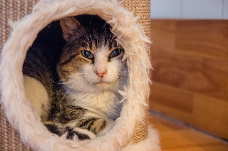 Fotos: La esperanza de los gatos sin hogar