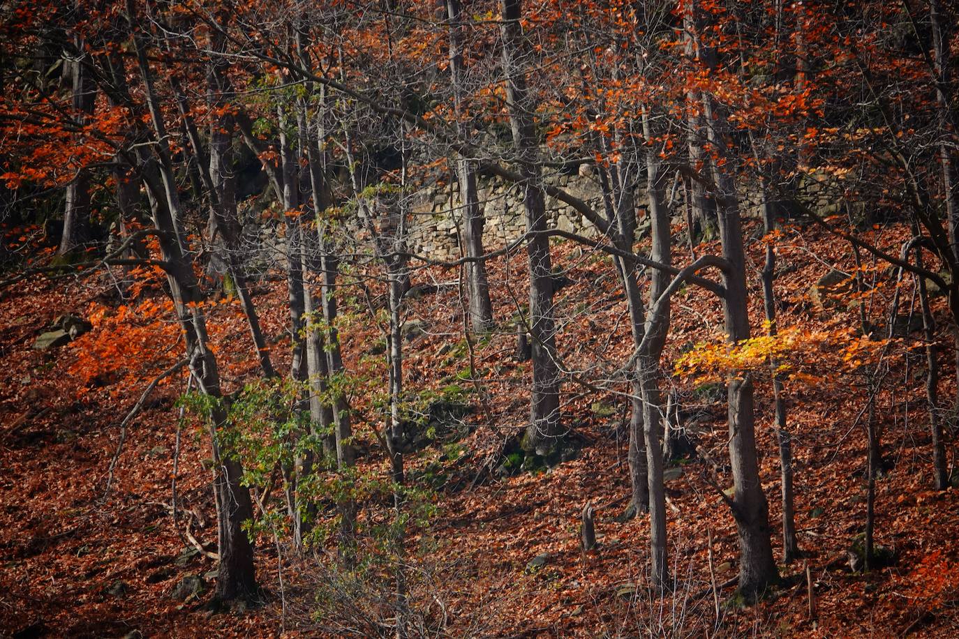 Fotos: El impresionante otoño en los Picos de Europa