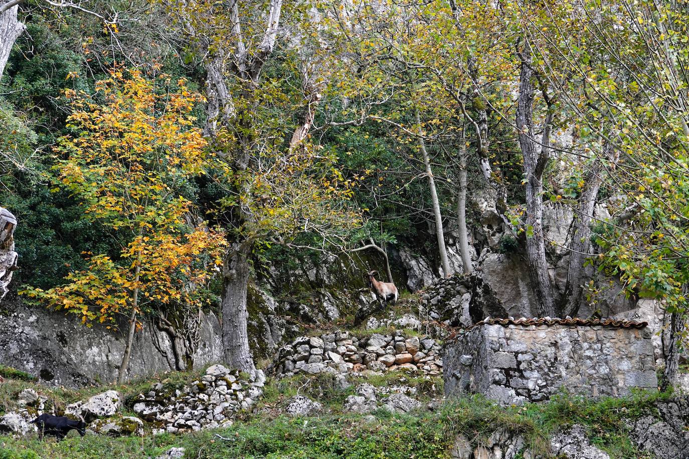 Fotos: El impresionante otoño en los Picos de Europa
