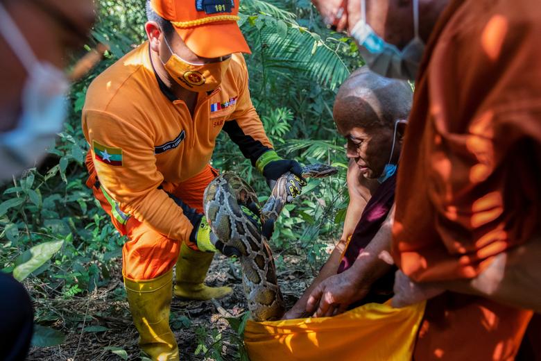 Un monje budista y los bomberos liberan pitones birmanas en la naturaleza en un bosque en las afueras de Yangon. "Generalmente, vivir cerca de las personas induce estrés en las serpientes", dijo Kalyar Platt, miembro de la Sociedad de Conservación de la Vida Silvestre, al explicar la necesidad de llevarlas de regreso al bosque lo antes posible. 
