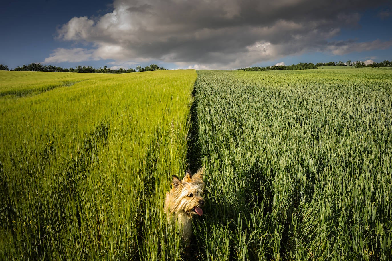 'La muga', primer premio del IX Concursos de Fotografía 'Escenas de Álava' que EL CORREO organiza junto a BBVA.