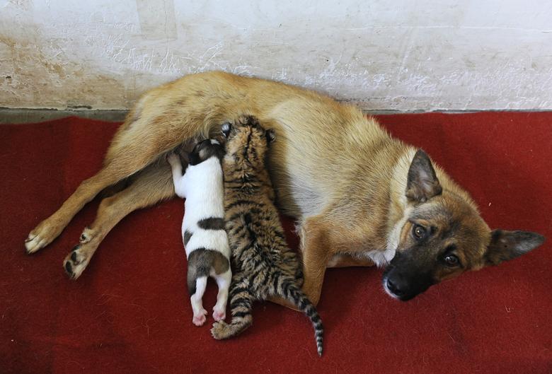 Una perra alimenta a un cachorro de tigre de 10 días y a su cachorro en un zoológico en Hefei, provincia de Anhui. La tigresa, que era madre por primera vez, se consideró incapaz de alimentar a sus crías por insuficiencia producción de leche, según las autoridades del zoológico.