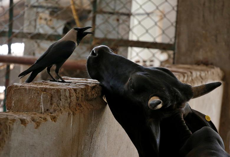 Un cuervo gris y una vaca se muestran en un santuario de vacas o Gaushala en Barsana, India.