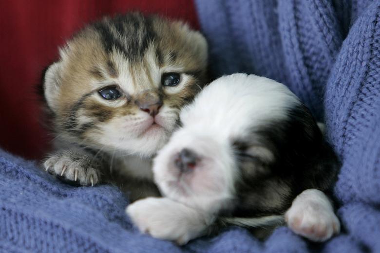 Mohammad Al-Hamoury sostiene un gatito y un cachorro (derecha) en su casa en Amman, Jordania.