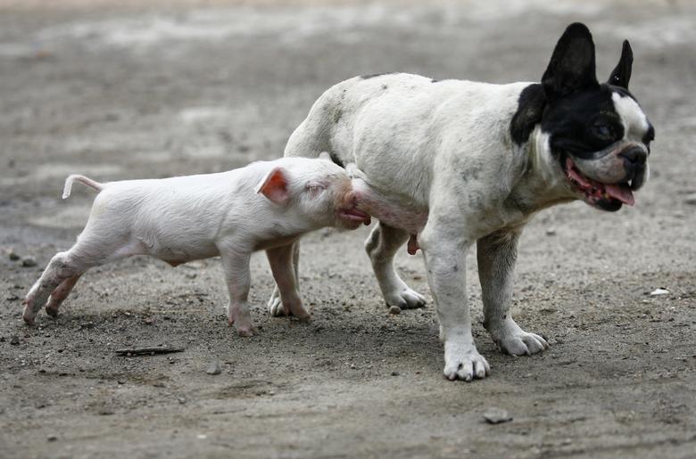 Un perro alimenta a un lechón en Shenyang, en la provincia de Liaoning, en el noreste de China, el 29 de junio de 2007. El lechón fue alimentado por el perro ya que su madre murió poco después de dar a luz, después de que el granjero lo alentara y colocó al lechón con el perro en la caseta del perro, local informaron los medios.