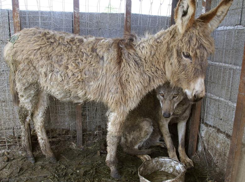 Un lobo y un burro comparten una jaula en Patok, Albania, el 9 de mayo de 2007. El burro fue llevado al recinto para dárselo de comer al lobo. Los animales se apegaron entre sí, conviviendo en la jaula durante 10 días.