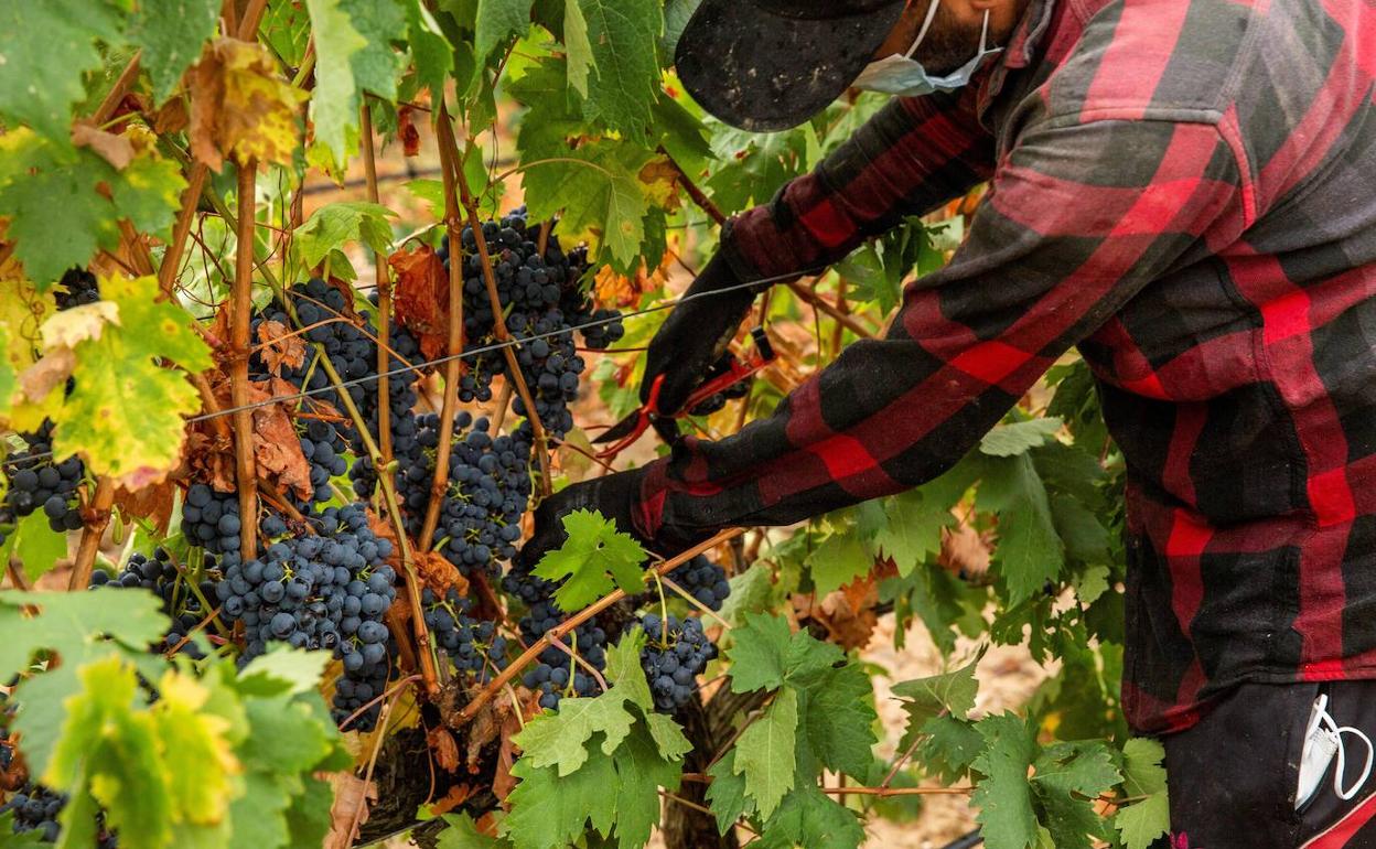 La última vendimia obligó a tomar medidas extra de seguridad por la Covid. 