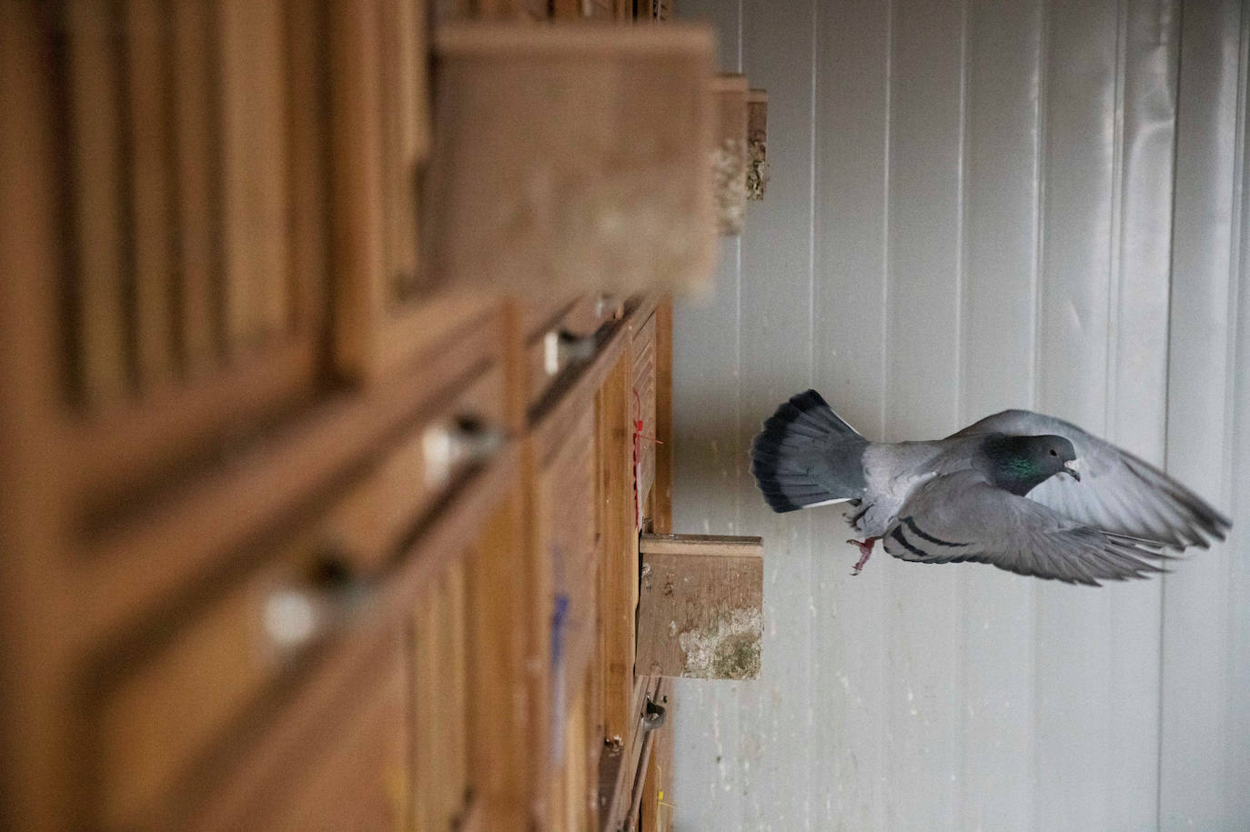 Una paloma mensajera vuela en el palomar del criador Zhao Zhiqiang en Taiyuan.