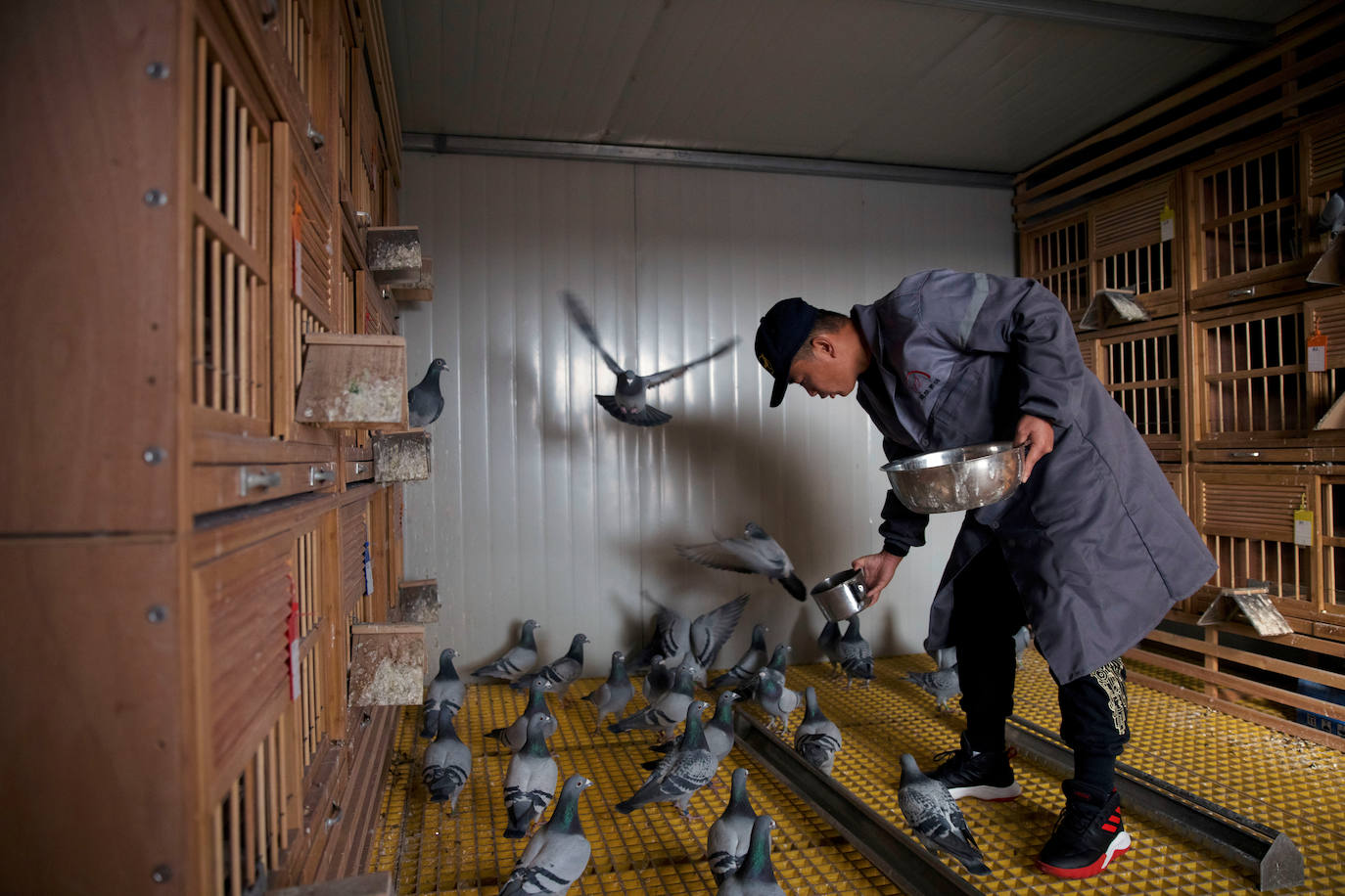 El criador y entrenador de palomas mensajeras Zhao Zhiqiang alimenta a sus palomas.