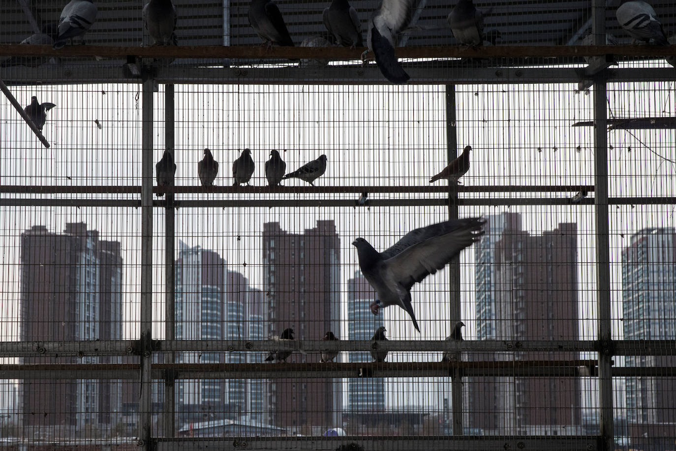 Palomas mensajeras se sientan en el palomar del criador Zhao Zhiqiang en Taiyuan, provincia de Shanxi