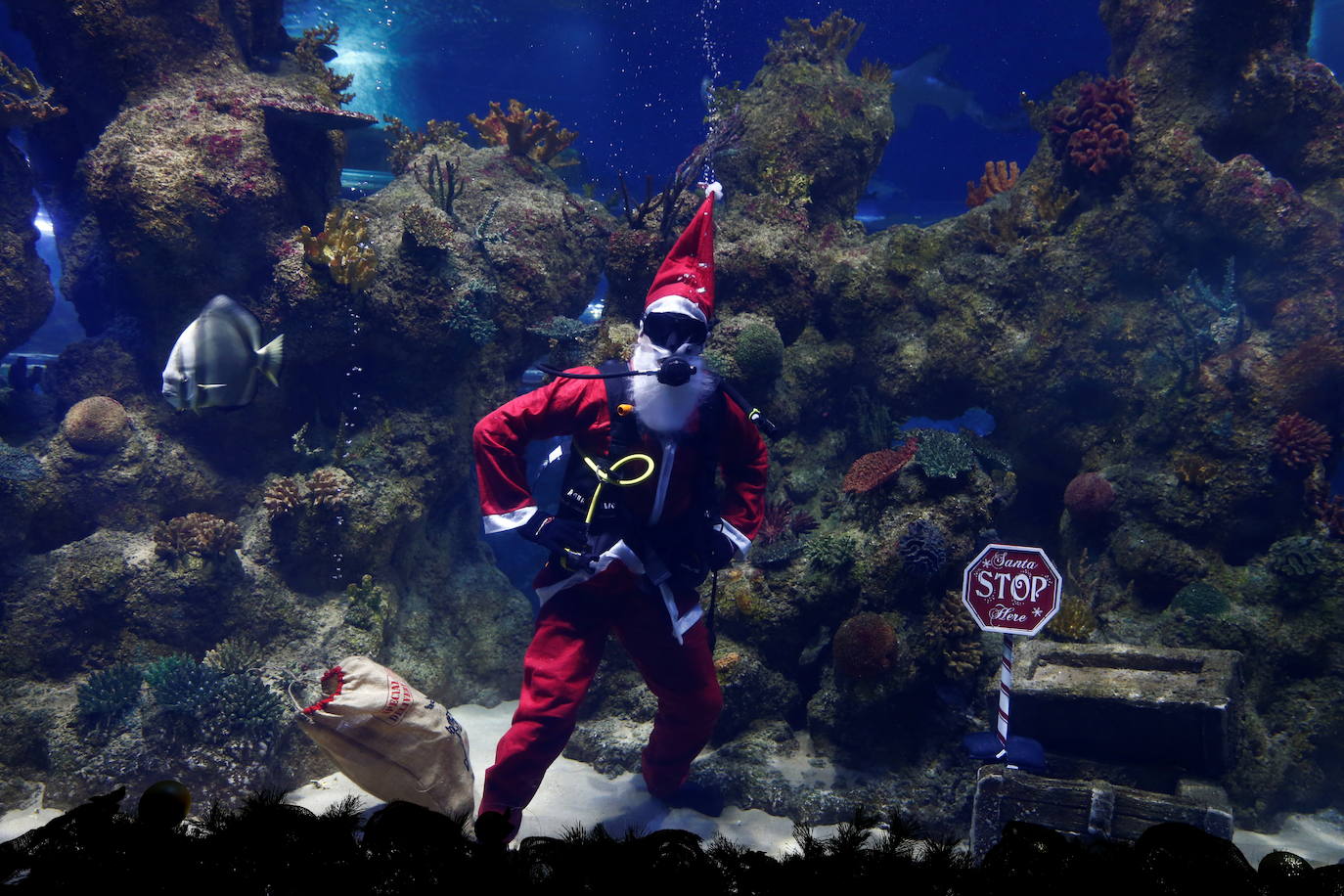 Castro con su equipo de buceo de Papá Noel en la pecera principal.