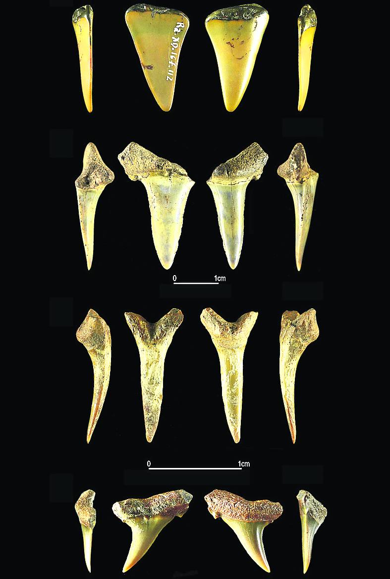 Imagen - De arriba abajo, diferentes vistas de los tres dientes de tiburón de Altamira y del de la cueva del Rascaño.