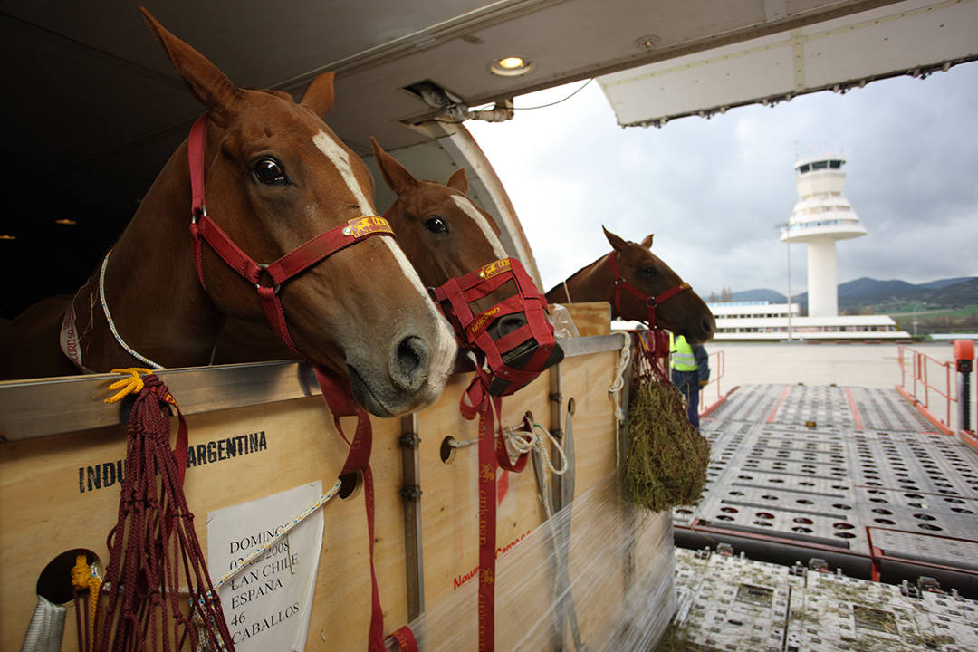 Caballos procedentes de Argentina en el Punto de Inspección Fronteriza (PIF) de Foronda. 