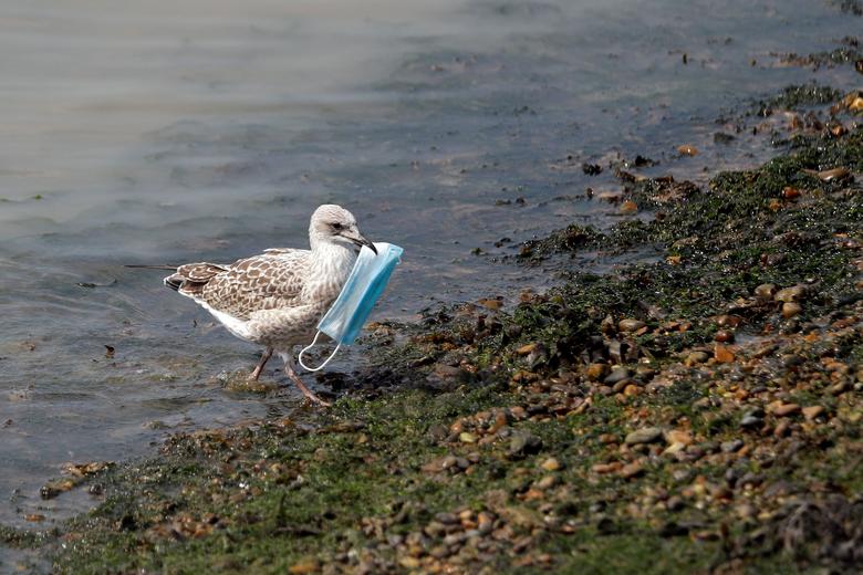 Una gaviota lleva una mascarilla protectora en el puerto de Dover, Gran Bretaña.