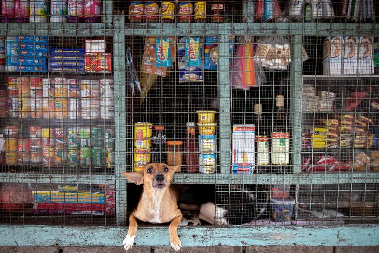 Un perro se asoma desde una tienda de artículos diversos en Tondo, Manila, Filipinas.