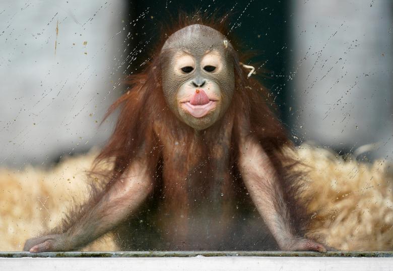 Ole, un joven orangután, juega en su recinto en el zoológico en un día lluvioso en Kaliningrado, Rusia.