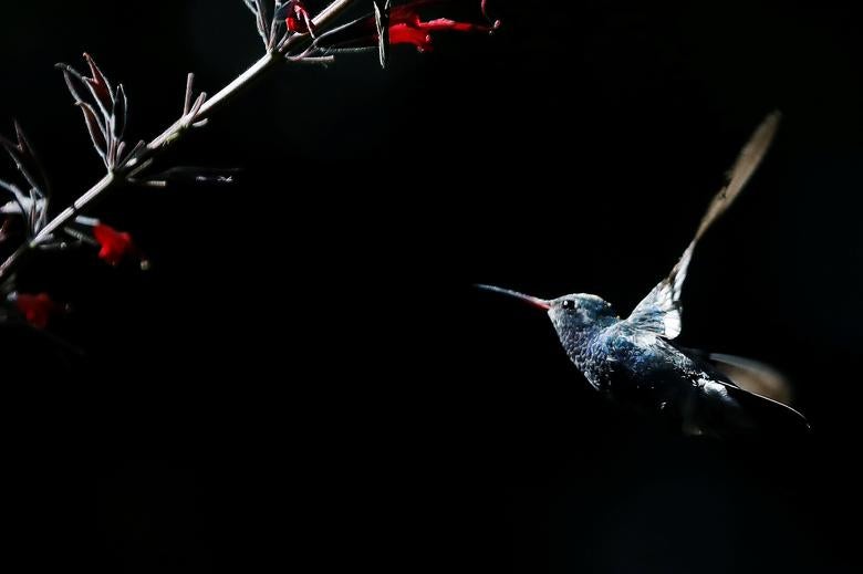 Un colibrí vuela hacia una flor en el jardín de la facultad de Estudios Superiores de Iztacala en las afueras de la Ciudad de México.