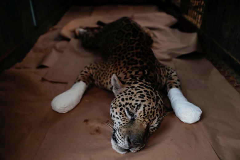 Un jaguar macho adulto llamado Ousado descansa durante el tratamiento por quemaduras en sus patas después de un incendio forestal en Pantanal, Brasil.