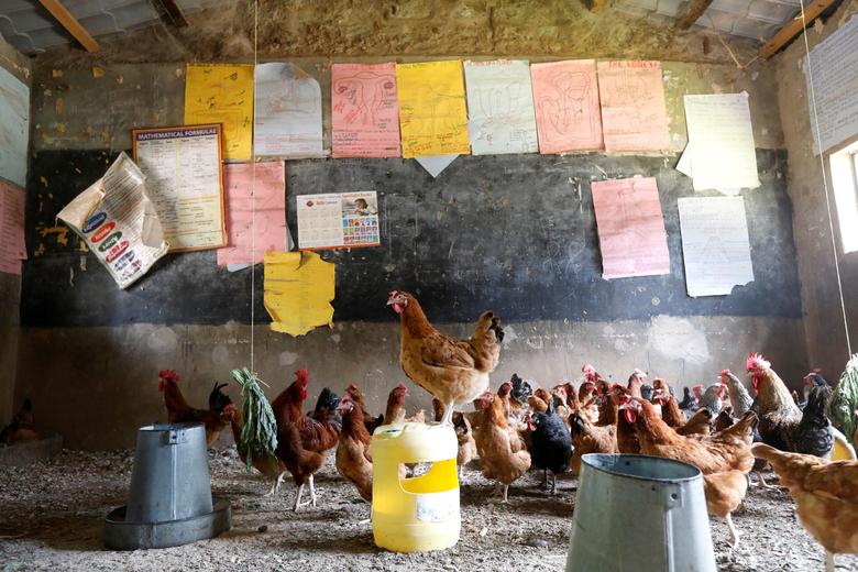 Se ven pollos en un aula convertida en gallinero debido al COVID-19 en la ciudad de Wang'uru, Kenia.