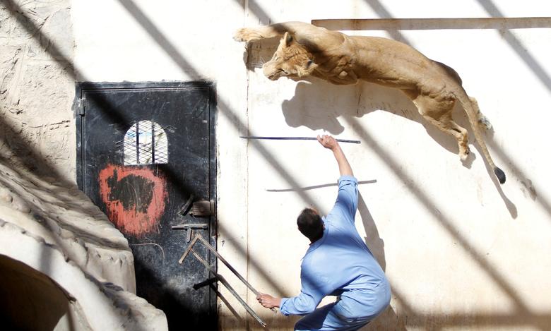 Un entrenador usa un palo para provocar a una leona que anteriormente era propiedad del ex presidente de Yemen Ali Abdullah Saleh, en el zoológico de Sanaa.