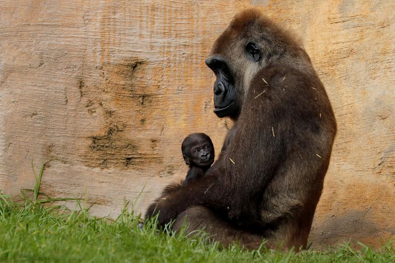 Un gorila occidental macho de 5 días de edad es sostenido por su madre Buu en Bioparc Fuengirola en Fuengirola, sur de España.