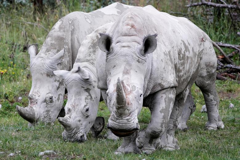 Stand de rinocerontes en el área de Lewa Savanne en el zoológico de Zurich en Zurich, Suiza