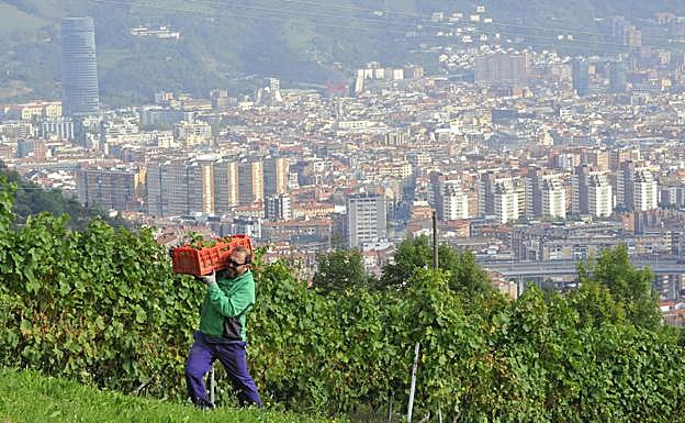 Viñedos de txakoli en las laderas de Arraiz.