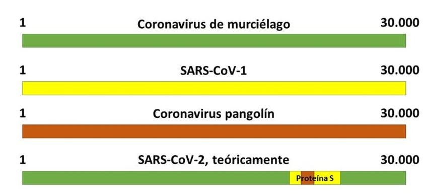 Teoría del origen del SARS-CoV-2 como virus quimérico.