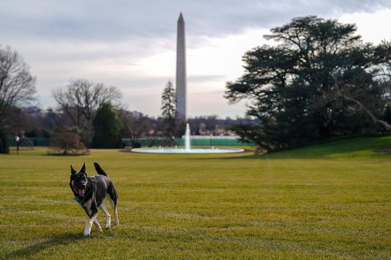 Major, uno de los perros de la familia del presidente Joe Biden y la primera dama Jill Biden, explora South Lawn después de su llegada desde Delaware a la Casa Blanca en Washington, el 24 de enero de 2021.