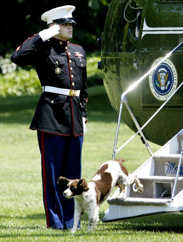 Spot, perro mascota del presidente George W. Bush, se baja del Marine One mientras un Marine saluda en el jardín sur de la Casa Blanca, 24 de junio de 2003..