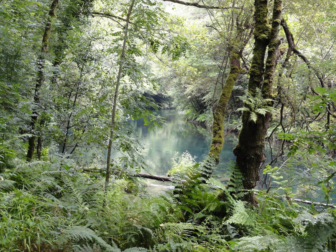 1.- Fragas do Eume (Galicia) | Fragas do Eume es, sin duda, uno de los bosques más mágicos de España. Cuenta la leyenda que con el Eume nacieron dos ríos más en la misma sierra, el Sor y el Landro. Dios prometió que al primero que llegase al mar le daría a un hombre todos los años como ofrenda. Los tres pactaron que recorrerían juntos el camino y llegarían al mismo tiempo.