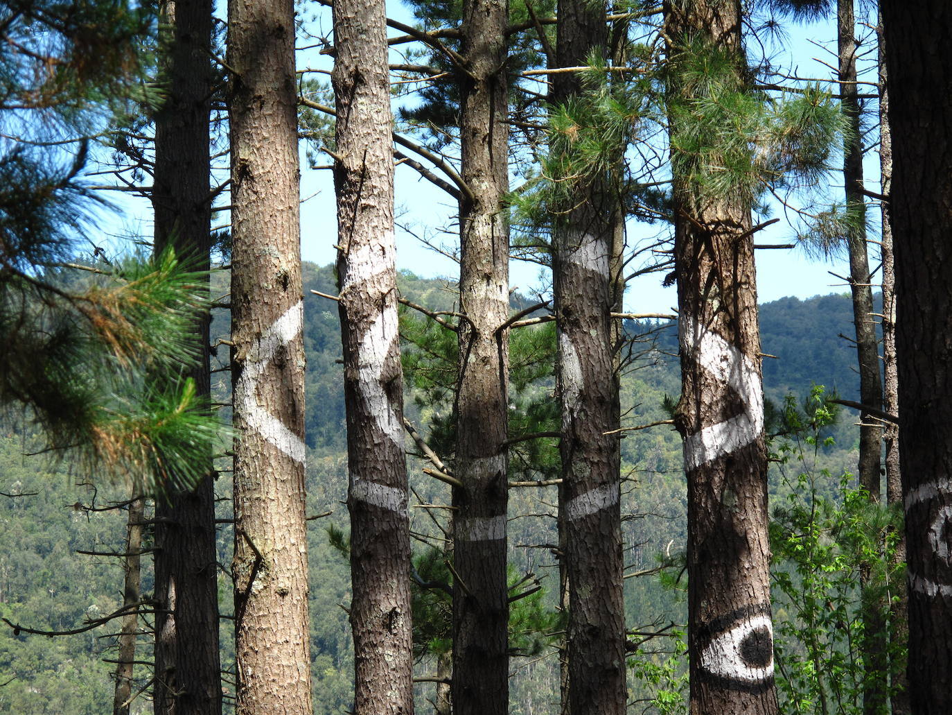 5.- Bosque de Oma (Vizcaya) | Las leyendas en torno a la magia se apoderan de este rincón haciendo de él un sitio único donde conjugar arte y naturaleza en una misma experiencia.