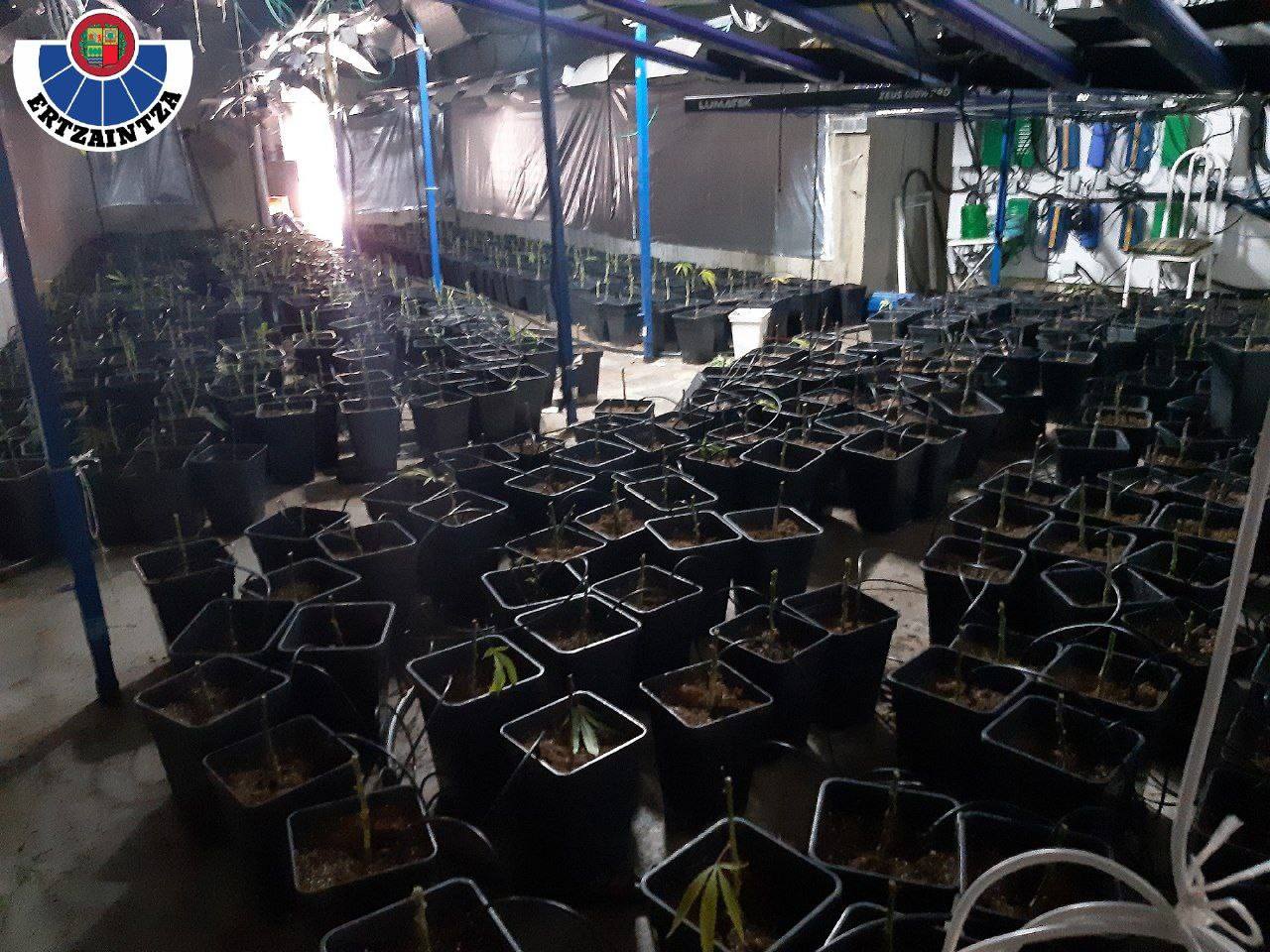 Desmantelada una plantación de 5.000 plantas de marihuana en un caserío de Dima