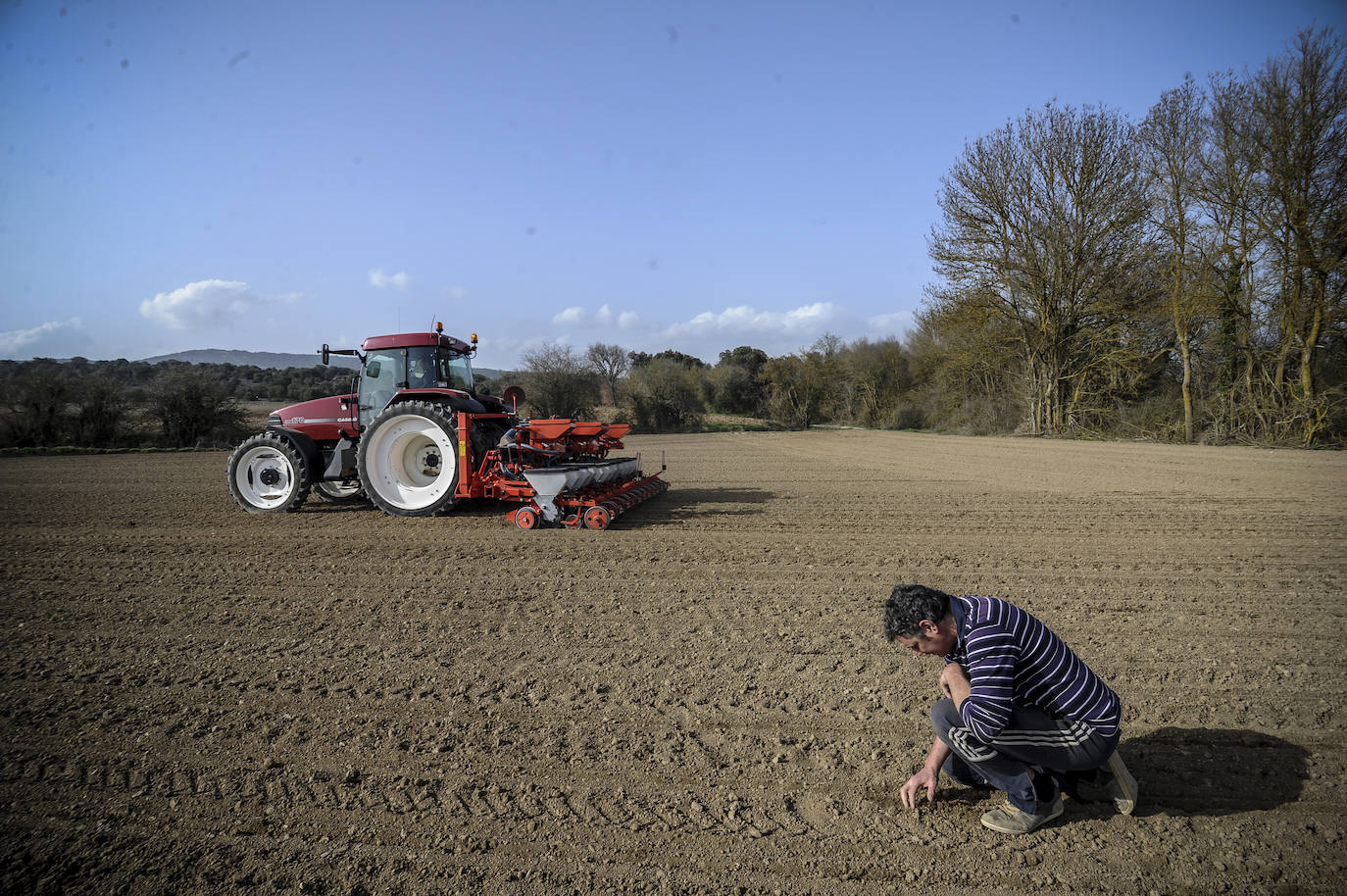 El agricultor comprueba, surco a surco, que el sembrado es óptimo.