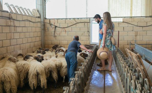 Una pareja observa la tarea de un pastor en la cuadra de Egino.