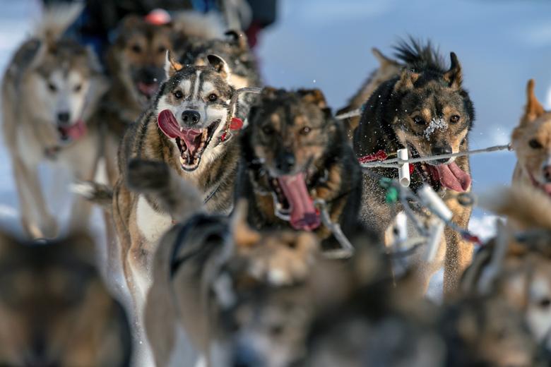 con cuantos perros tienes que acabar en el iditarod