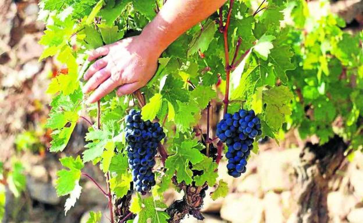 Un viticultor supervisa la maduración de los racimos. 