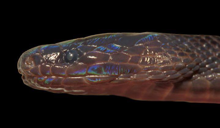 Cabeza de 'Achalinus zugorum'.