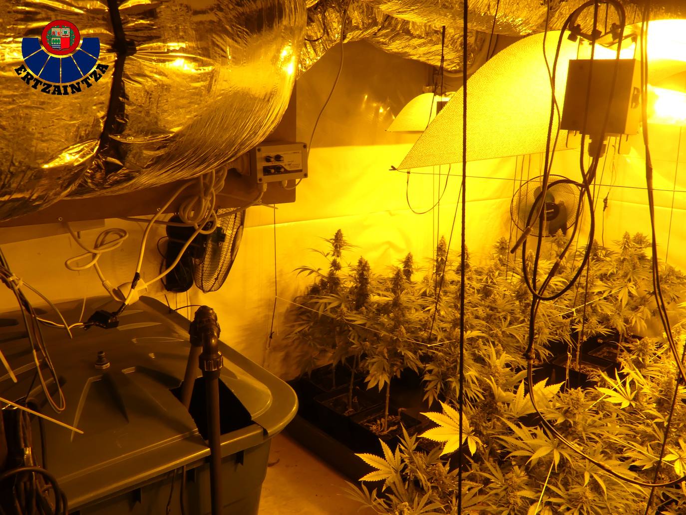 Investigan a dos personas por una plantación de marihuana con 400 plantas en Elantxobe