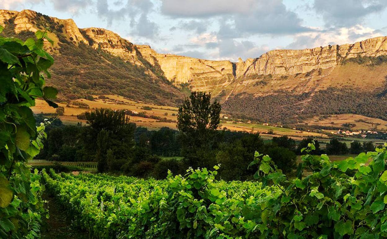 La Sierra Salvada enmarca los viñedos. 