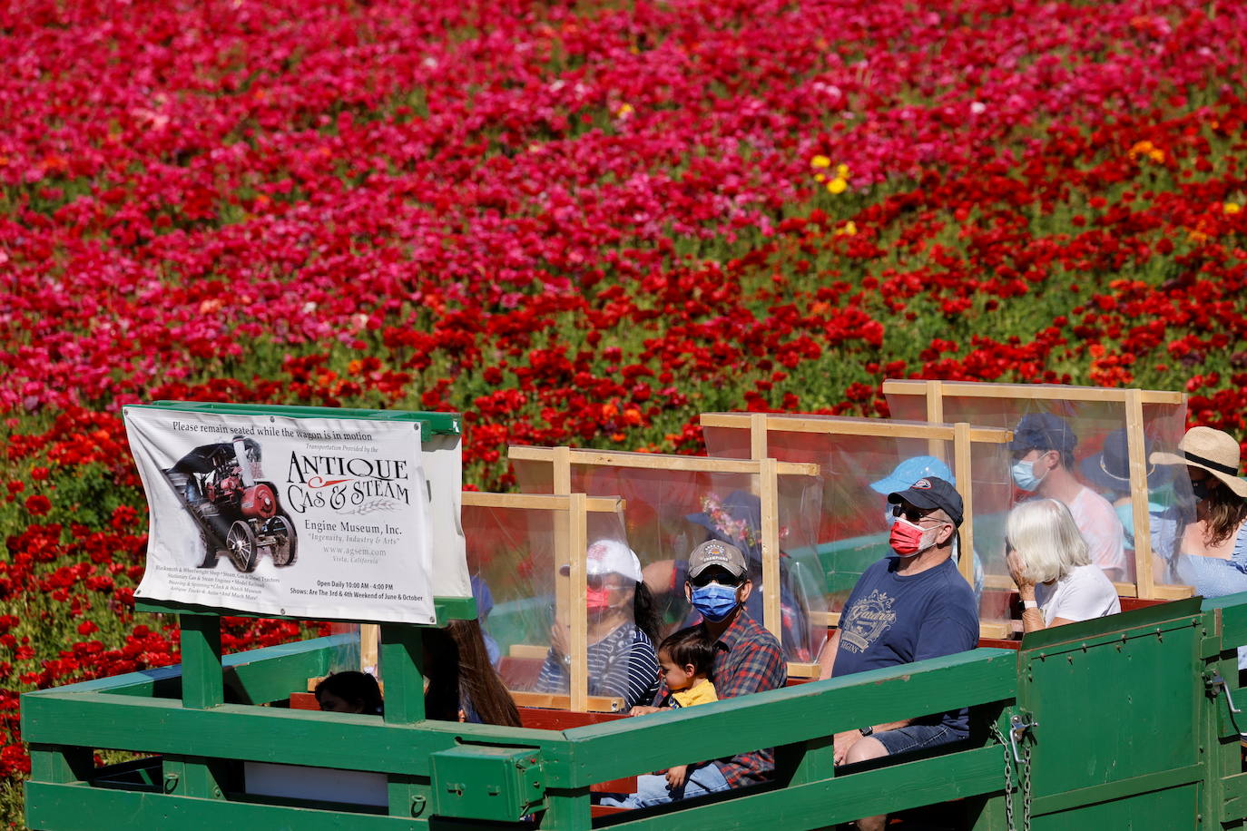 Fotos: Campos de flores de cuento en San Diego (California)