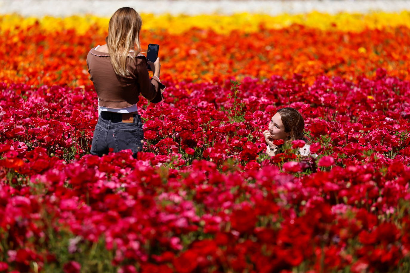 Fotos: Campos de flores de cuento en San Diego (California)